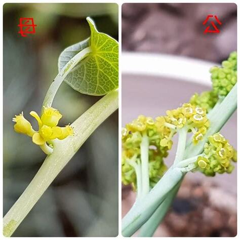 圓葉山烏龜 公母